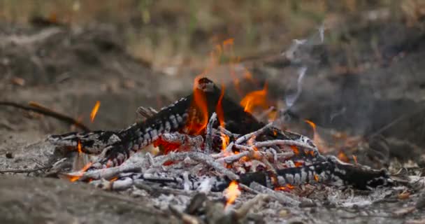 Foc de tabără în pădurea de toamnă. Jărcile în foc . — Videoclip de stoc