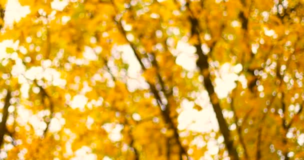 Altın sarısı akçaağaç yapraklarının güzel bulanık arkaplanı sonbahar mevsiminde rüzgarda dalları olan, alt manzaralı. — Stok video