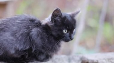 Şirin, korkmuş siyah kedi yavrusu sokakta bir taşın üzerinde oturur ve etrafına bakar.