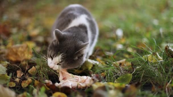 Красива пухнаста бродяга кішка їсть на вулиці . — стокове відео