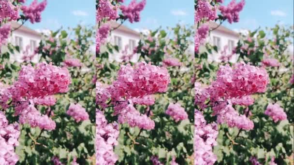 Flores rosas arbusto lila florece en un día soleado de verano. Una gota de lluvia cae del arbusto. Vídeo vertical — Vídeos de Stock