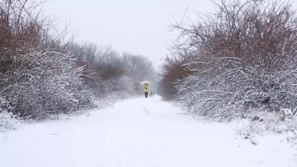 Timelapse caminar en el parque de invierno. Diferentes personas en invierno ropa de abrigo están caminando a lo largo de senderos de nieve en el bosque — Vídeos de Stock