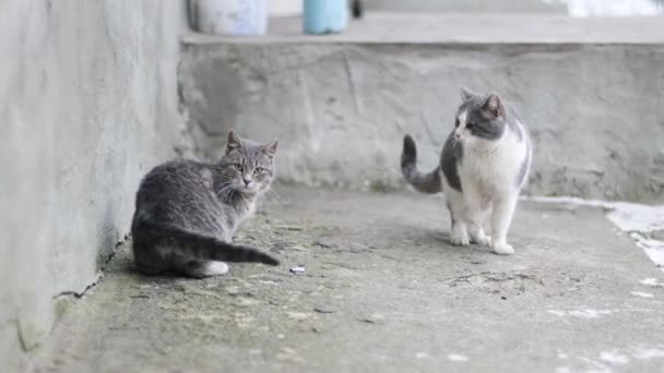 Eine ausgewachsene, flauschige Katze greift bei kaltem Wetter eine graue Katze draußen an. — Stockvideo