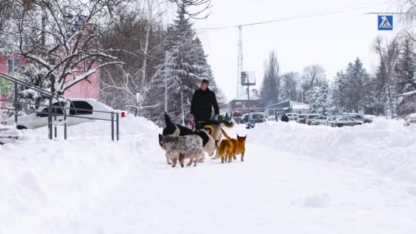 Odessa, Ukraine - 31. Januar 2021: Obdachlose Tiere Haustiere Problem. Eine Herde streunender Hunde, die an einem frostigen Wintermorgen im Park spazieren gehen — Stockvideo