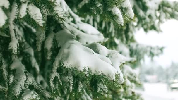 Karlı bir yolda giden araba siluetleri. Kış manzarası. Karla kaplı ağaçlar. — Stok video
