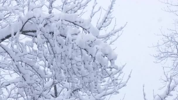 白いふわふわの雪を振りかけた美しいスプルースの木の枝 — ストック動画