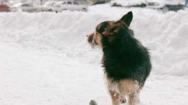 Evsiz Hayvanlar Hayvan Sorunu. Soğuk hava parkında yününde kar olan evsiz bir köpek yürüyor.