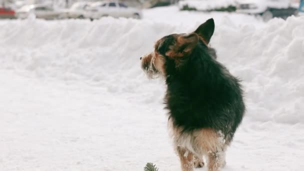Dakloze dieren Huisdieren Probleem. Dakloze hond met sneeuw op de wol wandelingen in de winter koud weer park — Stockvideo