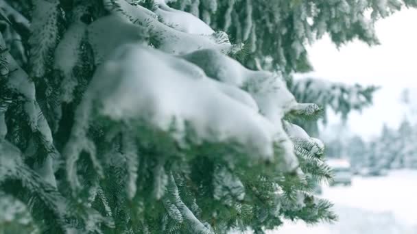 Zimní krajina. Sněhem pokryté stromy. Siluety aut jedoucích po zasněžené silnici — Stock video