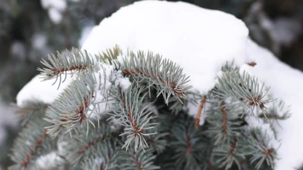 Όμορφο χνουδωτό χιόνι πέφτει στα έλατα κλαδιά των δέντρων στο χειμερινό πάρκο — Αρχείο Βίντεο