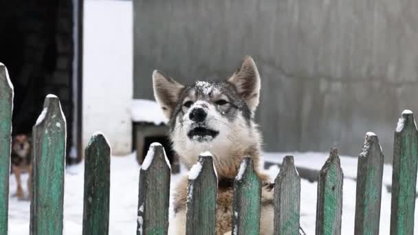 Μεγάλο σπίτι φύλαξης σκυλιών με ξύλινο φράχτη. Θυμωμένο σκυλί γαβγίζει και κοιτάζει την κάμερα το χειμώνα. Ασφάλεια στο σπίτι — Αρχείο Βίντεο