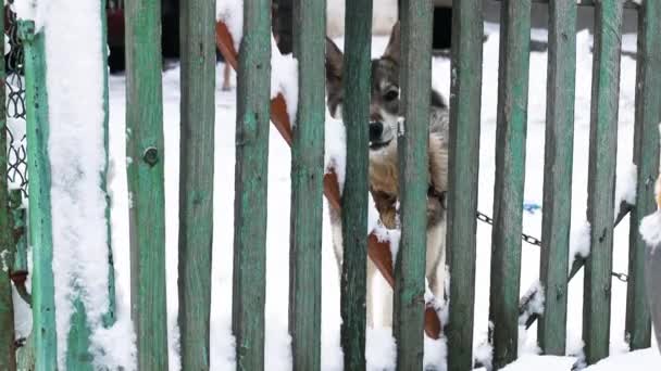 Großes Hundehaus mit Holzzaun. Wütender Hund bellt und blickt bei Winterwetter in die Kamera. Innere Sicherheit — Stockvideo