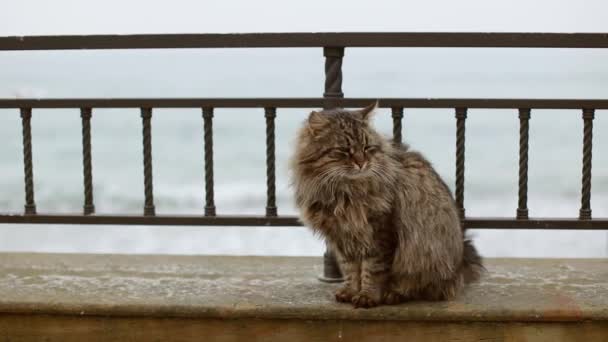 फ्लॅफ बेघर मांजर समुद्राजवळ किनारपट्टीवर बसतो आणि कॅमेरा पाहतो — स्टॉक व्हिडिओ