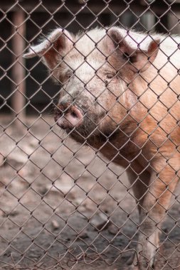 Organik et çiftliğinde pis domuz yiyor. Gözlerini kapat ve bulanıklaş. Portre domuzcuk..