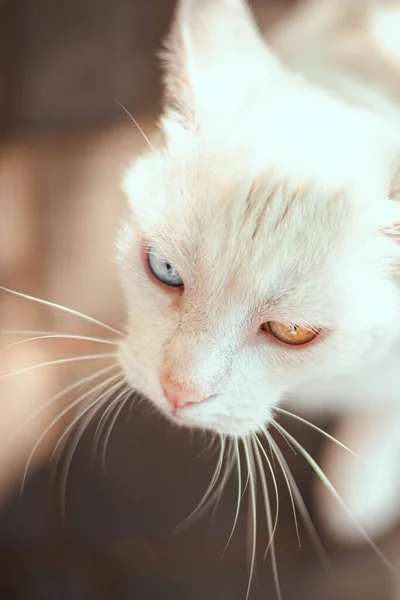 Портрет Красивой Белой Кошки Разными Цветными Глазами Длинными Усами Гетерохромия — стоковое фото