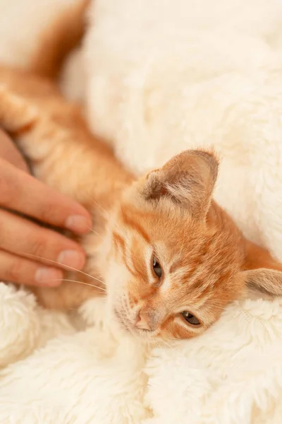 Schattig klein huiselijk rood gestreept katje slaapt op een lichte sprei. Een charmante kat met een roze neus rustend op een deken. — Stockfoto