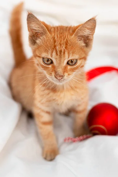 Маленький коричневый котенок с красной игрушкой сидит на белом одеяле — стоковое фото