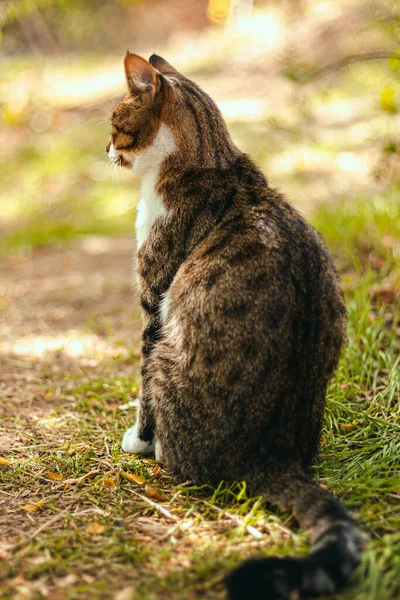 Powrót Widok Dorosłych Tabby Brązowy Kot Siedzi Trawie Okresie Letnim — Zdjęcie stockowe
