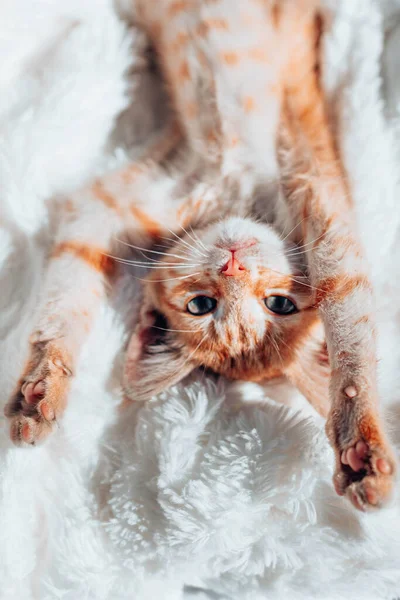 Schattig klein huiselijk rood gestreept katje slaapt op een lichte sprei. Een charmante kat met een roze neus en pootjes rustend op een deken. — Stockfoto