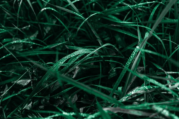 Grama verde escura e gotas de orvalho na vegetação na luz da manhã. — Fotografia de Stock