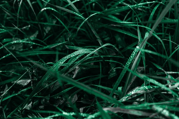 Donkergroen gras en dauw druppels op groen in de ochtend licht. — Stockfoto