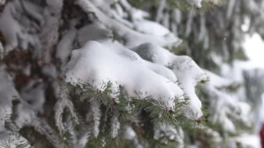 Kış doğa sahnesinde karla kaplı ağaç. Kış ağacı manzarası. Kış kar sahnesi.