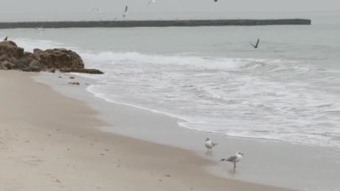Su sıçratan kış kumsalı. Deniz dalgası taş plaja çarpar. Bulutlu bir sabah. Bulutlu, soğuk kış gününde dalgalı denizler....