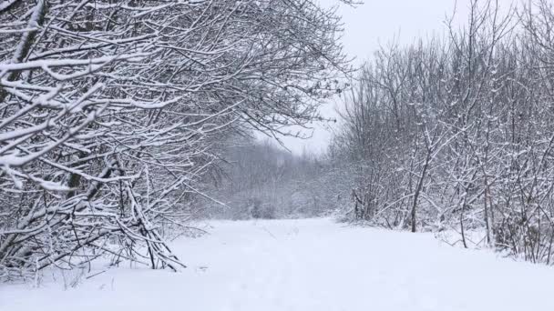 Fondo de invierno de nieve y heladas con la caída de copos de nieve en un camino forestal o carretera en clima frío — Vídeos de Stock