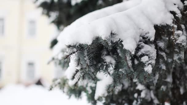 Gałęzie pokryte śniegiem. Snowfall w zimowym parku. — Wideo stockowe