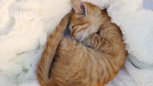 Schattig klein katje opgerold op een pluizige witte deken. — Stockvideo