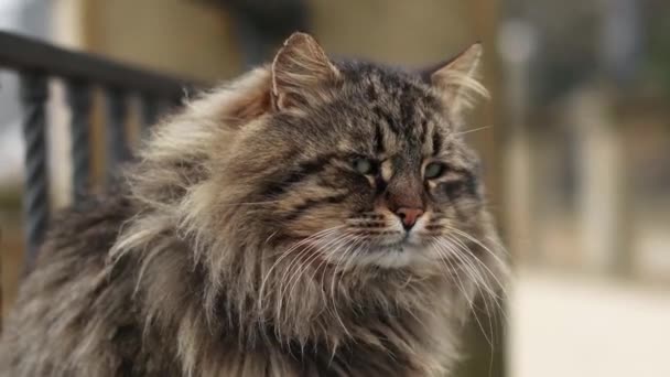 Grappige tijger groenoog kat zittend op de dijk en kijkt uit op zee. — Stockvideo