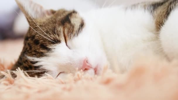 Söt grå vit katt söt sova på beige soffa. Fluffig husdjursslumrande. Fluffy husdjur är bekvämt bosatte — Stockvideo