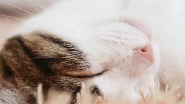 Mignon chat gris blanc avec nez rose tête de couchage douce sur canapé beige. Somnolence pelucheuse pour animaux. — Video