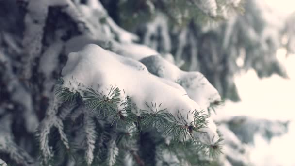 Paesaggio invernale. Silhouette di auto che guidano su una strada innevata. Alberi innevati. Alberi di Natale con neve coperta — Video Stock