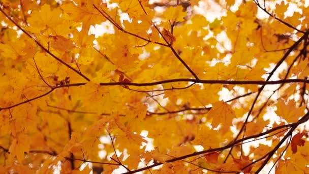 Bajo los árboles. Hermosas hojas de color amarillo dorado en el árbol en tiempo ventoso. Otoño en el bosque, la vista desde abajo — Vídeos de Stock