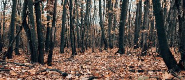 Ormanda sonbahar ağaçlarının gövdeleri. Düşen akçaağaç yere halı bırakır.