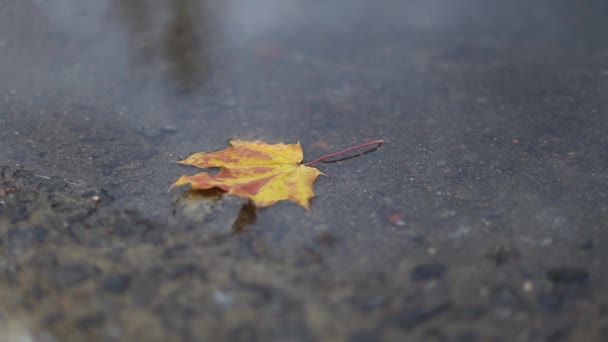 雨の日、秋の気分、選択的な焦点で水たまりの一つのオレンジ色の紅葉. — ストック動画