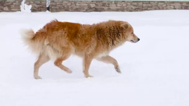 Бездомний собака зі снігом на шерсті гуляє в зимовому парку холодної погоди. безпритульних тварин проблеми — стокове відео