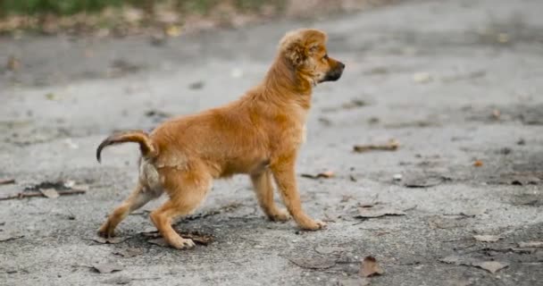 Schattige vrolijke gember puppy kijkt aandachtig naar de zijkant en kwispelt zijn staart op straat — Stockvideo