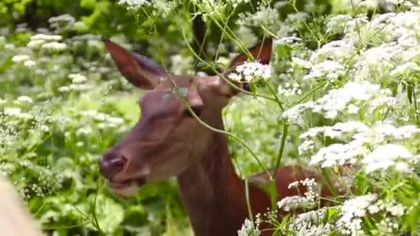 Маленький коричневый олень ест растение в дикой природе в солнечный день летом — стоковое видео
