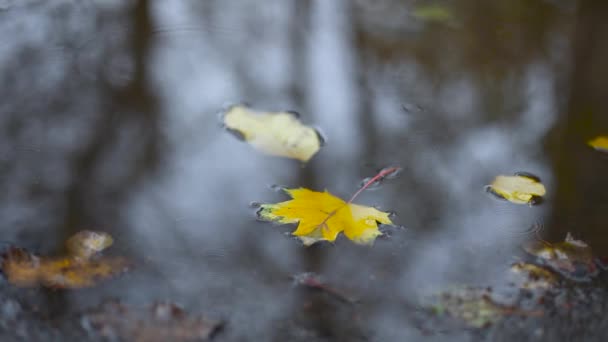 雨の日、秋の気分、選択的なフォーカスの水たまりの黄色のカエデの紅葉. — ストック動画