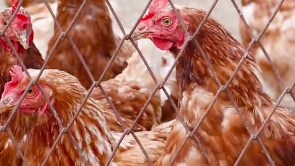 Alimentación de pollos domésticos en una granja. Concepto de cría de aves de corral. — Vídeo de stock