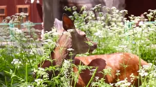 Liten brun hjort äter en växt i naturen på en solig dag på sommaren — Stockvideo