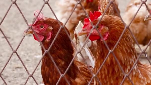 Eine Gruppe brauner Haushühner in einem Hühnerstall auf einem Bauernhof. Zäune mit Maschen. Hühner hinter Zaun betrachten — Stockvideo