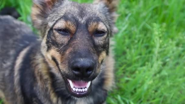 Милий собака посміхається на камеру, що лежить на траві в парку — стокове відео