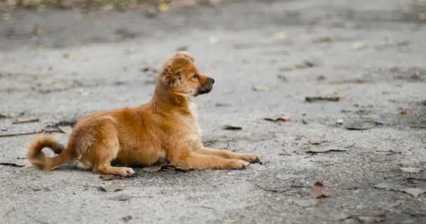 Schattige gember pup ligt op het asfalt en kijkt zorgvuldig naar de zijkant van de straat — Stockvideo
