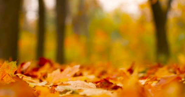 Осінні дерева пейзаж, осінній сезон. Жовте, оранжеве і червоне осіннє листя в осінньому парку . — стокове відео