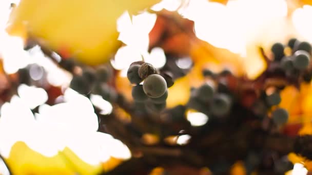 Uvas azuis ao pôr-do-sol no meio de arbustos de uvas na vinha do Outono — Vídeo de Stock