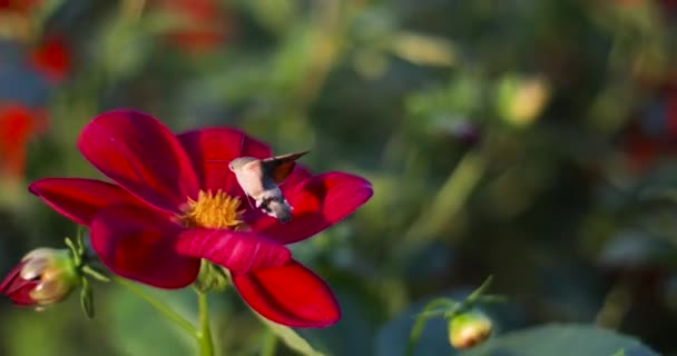 Šedá můra létá ve vzduchu poblíž červeného jarního květu ve slunečních paprscích — Stock video