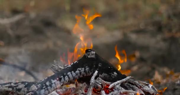 Hoguera en el bosque de otoño. Las brasas en el fuego. — Vídeos de Stock